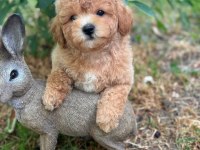 Ruhsatlı Köpek Çiftliğinden Maltipoo Yavrularımız