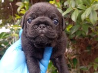 KARA ZÜMRÜT PUG MOPS SIFIR BURUN GÜL KUYRUK