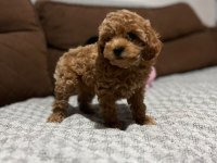 Toy poodle yavrularımız
