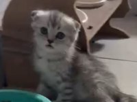 1 erkek ve 1 dişi Scottish fold ve British longhair