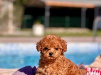 TEA CUP POODLE YAVRULARI