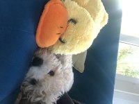 4 aylik erkek maltipoo