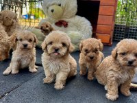 Maltipoo yavrularımız