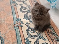 2 aylık dişi british shorthair