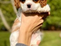 Cavalier King Charles Yavrularımız