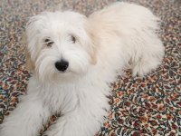 6 Aylık dişi maltipoo