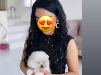 Kar Beyaz Pomeranian Boo Teddy Bear