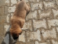 5 adet yavru kangal 3 erkek 2 dışı