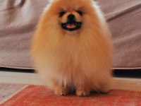 Pomeranian köpeğimiz aslan vizyona girdi