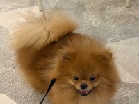 Pomeranian Boo Dişi Üst Düzey Erkek