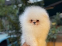 Mersin pomeranian boo yavrusu