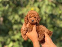 Ultra Kaliteli Poodle Yavrular