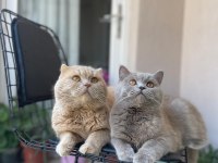 Scottish blue point ve british shorthair