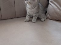 2 aylık british shorthair