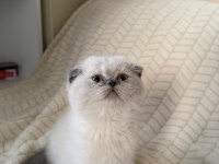 Safkan scottish fold ve british shorthair bebeklerim