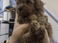Toy Poodle Cinsi