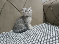 Scottish Fold Silver Biblo Surat