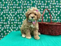 Mini Tüy Dökmez Maltipoo Yavrular 