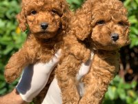 Red Toy Poodle Yavru