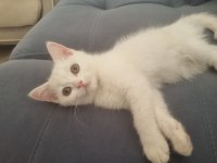 Cana yakın sakin british shorthair çocuğum