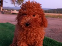 Toy poodle 3 aylık