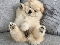 Çin aslanı chow chow yavrularımız