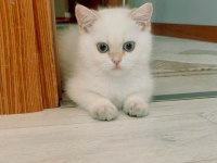 Safkan şecereli british shorthair erkek