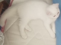 Dişi british longhair beyaz kedimiz