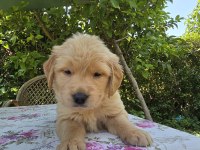 Baby face golden retriever bebeklerimi