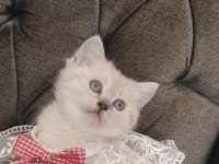 Sevecen bir british shorthair kız