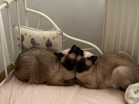Anne Ve Oğul Siyam Kedileri