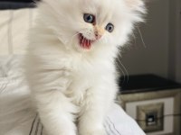 British Longhair Safkan