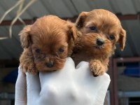 EV DOĞUMLU MALTİPOO YAVRULAR