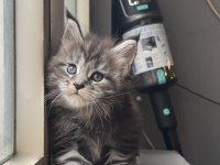 Saf kan şecereli maine coon yavruları
