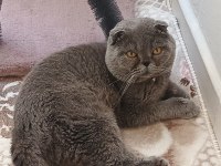 Scottish fold yavru kedimiz