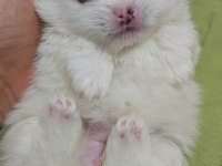 Beyaz Pomeranian boo rezerve açık
