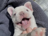 A KALİTE FRENCH BULLDOG YAVRULARIMIZ TESLİME HAZIR