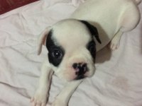 Akıllı french bulldog oyun köpeği