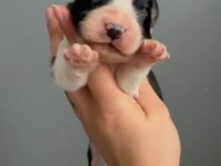 Safkan Border Collie Yavrular