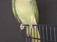ERKEK JUMBO BOY ALEXANDER