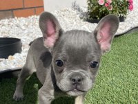Fransız bulldog lilak tan ve blue yavrular