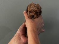 Toy poodle ırk garantili dişi erkek