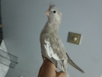 YAVRU SULTAN PAPAĞANIMIZ