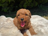 Safkan Poodle Sağlıklı Garantili Yavrular