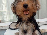 Acil verilecek yorkshire terrier yer sıkıntısından dolayı