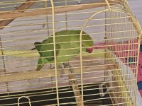 Pakistan papağanı 9 aylık