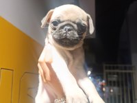 Erkek pug bebek tuvalet eğitimli