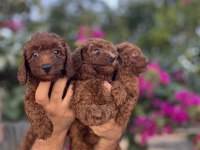 Irk Ve Sağlık Garanti Belgeli Toy Poodle Yavruları