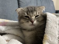 İki tane erkek yavru scottish fold
