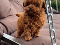 Toy poodle yavrularımız